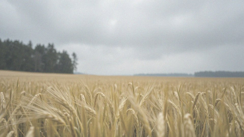 Czy możliwe są zdania bez podmiotu?